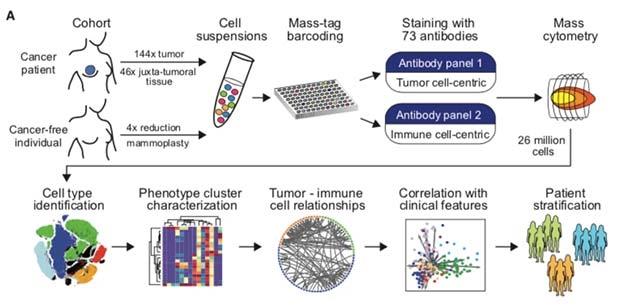 I ricercatori IBM analizzano la struttura delle cellule del cancro al seno utilizzando l’intelligenza artificiale